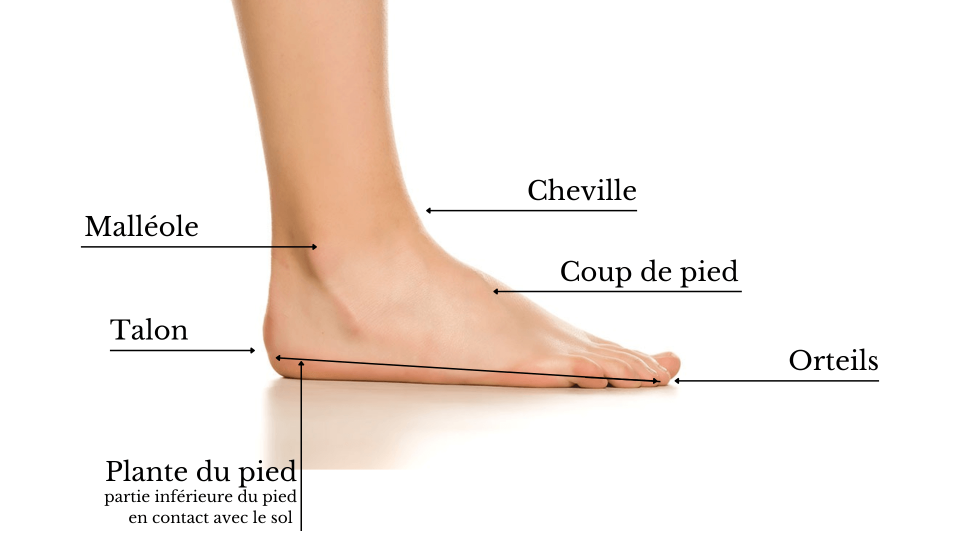 Le pied